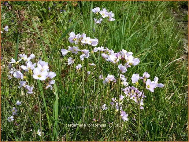 Cardamine pratensis | Pinksterbloem, Veldkers | Wiesen-Schaumkraut