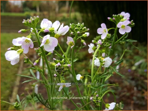 Cardamine pratensis | Pinksterbloem, Veldkers | Wiesen-Schaumkraut