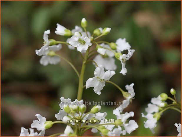 Cardamine trifolia | Veldkers | Kleebl&auml;ttriges Schaumkraut