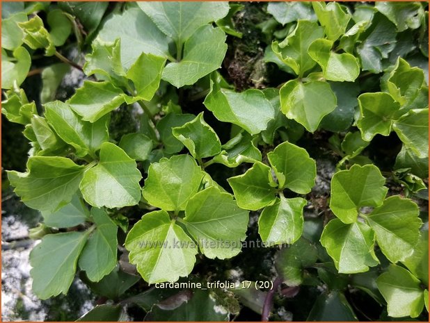 Cardamine trifolia | Veldkers | Kleeblättriges Schaumkraut