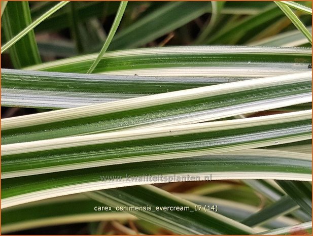 Carex oshimensis 'Evercream' | Zegge | Buntlaubige Segge