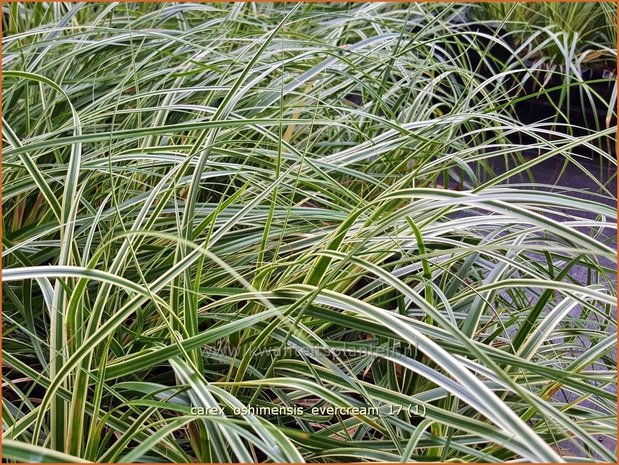 Carex oshimensis 'Evercream' | Zegge | Buntlaubige Segge