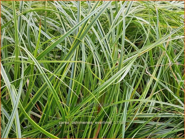 Carex oshimensis 'Everlime' | Zegge | Buntlaubige Segge