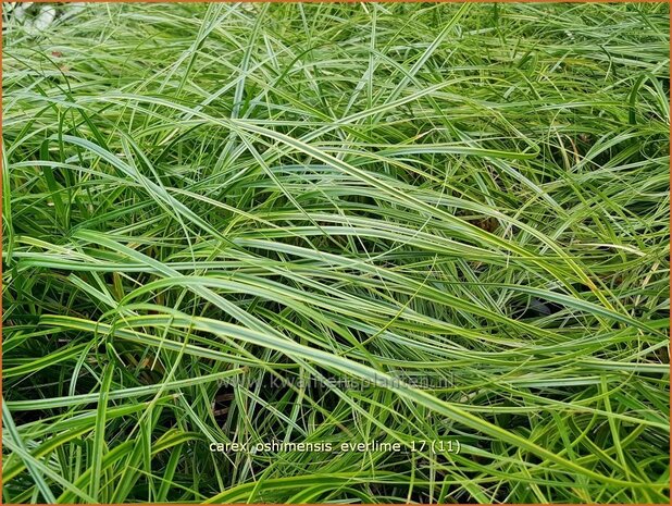 Carex oshimensis 'Everlime' | Zegge | Buntlaubige Segge