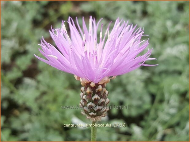 Centaurea simplicicaulis | Korenbloem, Centaurie | Einfache Kissen-Flockenblume | Dwarf Evergreen Bachelor's Button