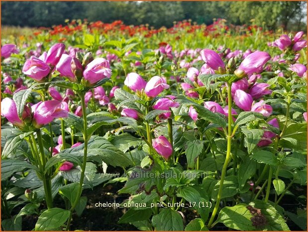 Chelone obliqua 'Pink Turtle' | Schildpadbloem, Slangenkop | Schiefer Schlangenkopf