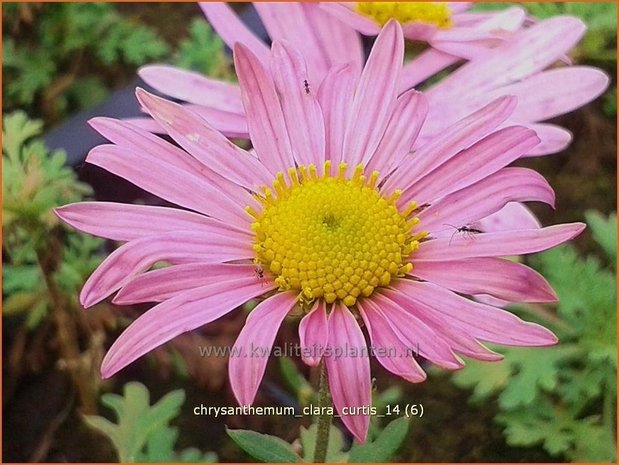 Chrysanthemum 'Clara Curtis' | Tuinchrysant, Chrysant | Chrysantheme