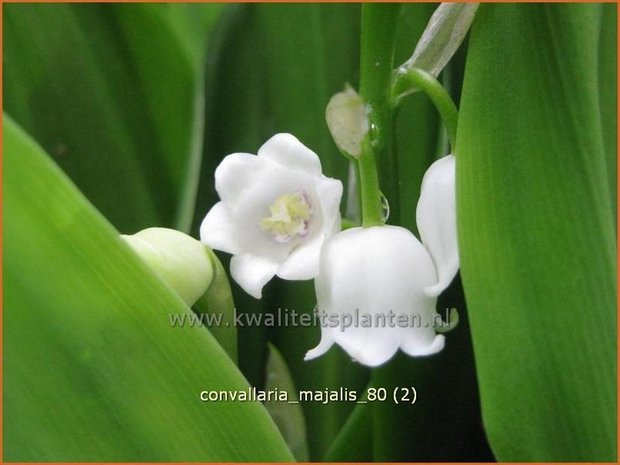 Convallaria majalis | Lelietje-van-dalen, Meiklokje, Boslelie | Gew&ouml;hnliches Maigl&ouml;ckchen | Lily of the Valley