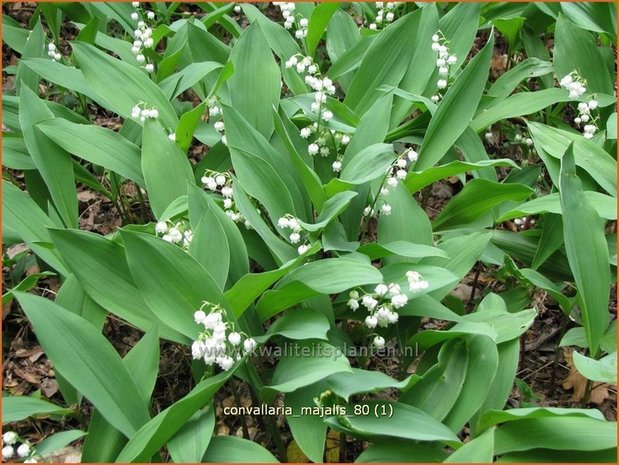 Convallaria majalis | Lelietje-van-dalen, Meiklokje, Boslelie | Gew&ouml;hnliches Maigl&ouml;ckchen | Lily of the Valley