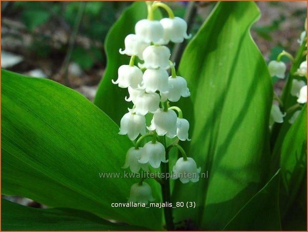 Convallaria majalis | Lelietje-van-dalen, Meiklokje, Boslelie | Gew&ouml;hnliches Maigl&ouml;ckchen | Lily of the Valley