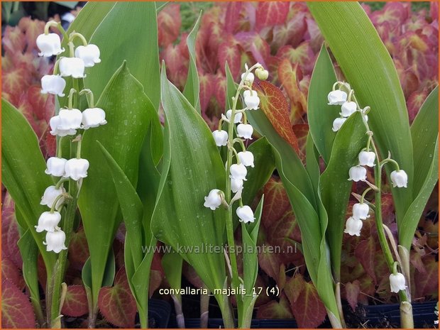 Convallaria majalis | Lelietje-van-dalen, Meiklokje, Boslelie | Gew&ouml;hnliches Maigl&ouml;ckchen | Lily of the Valley