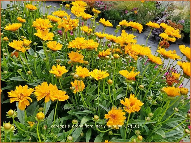 Coreopsis grandiflora 'Early Sunrise' | Meisjesogen | Gro&szlig;blumiges M&auml;dchenauge