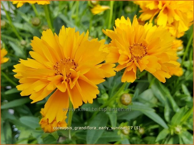 Coreopsis grandiflora 'Early Sunrise' | Meisjesogen | Gro&szlig;blumiges M&auml;dchenauge