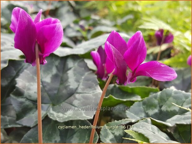 Cyclamen hederifolium 'Purple' | Napolitaanse cyclaam, Cyclaam, Alpenviooltje, Tuincyclaam | Herbst-Alpenveilchen