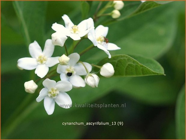 Cynanchum ascyrifolium | Schwalbenwurz