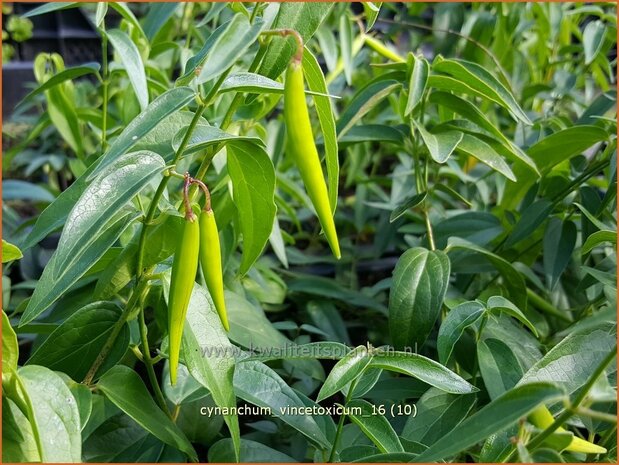 Cynanchum vincetoxicum | Engbloem | Weißblühende Schwalbenwurz