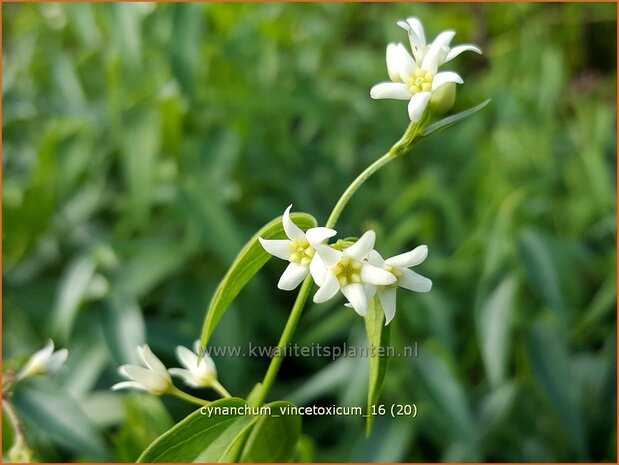 Cynanchum vincetoxicum | Engbloem | Weißblühende Schwalbenwurz