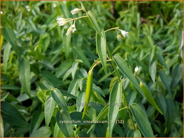 Cynanchum vincetoxicum | Engbloem | Weißblühende Schwalbenwurz