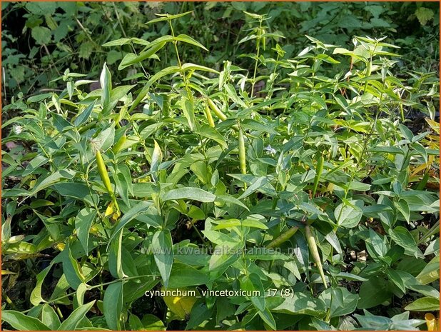 Cynanchum vincetoxicum | Engbloem | Weißblühende Schwalbenwurz