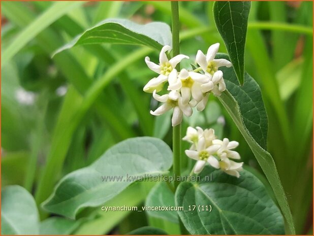 Cynanchum vincetoxicum | Engbloem | Weißblühende Schwalbenwurz