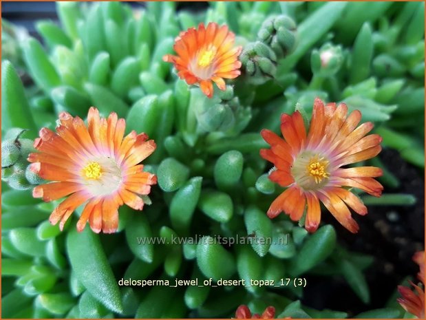 Delosperma 'Jewel of Desert Topaz' | IJsbloempje, IJsplant | Mittagsblume