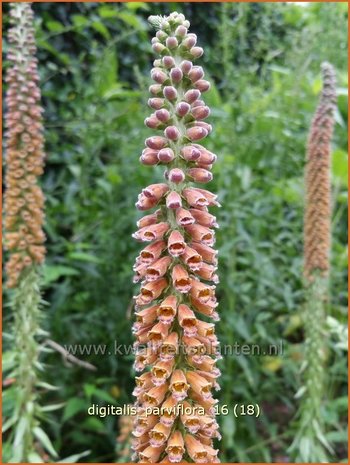 Digitalis parviflora | Vingerhoedskruid | Kleinblütiger Fingerhut