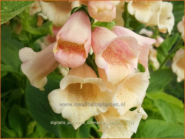 Digitalis purpurea 'Dalmatian Peach' | Gewoon vingerhoedskruid, Vingerhoedskruid, Pijpenkop | Roter Fingerhut | C