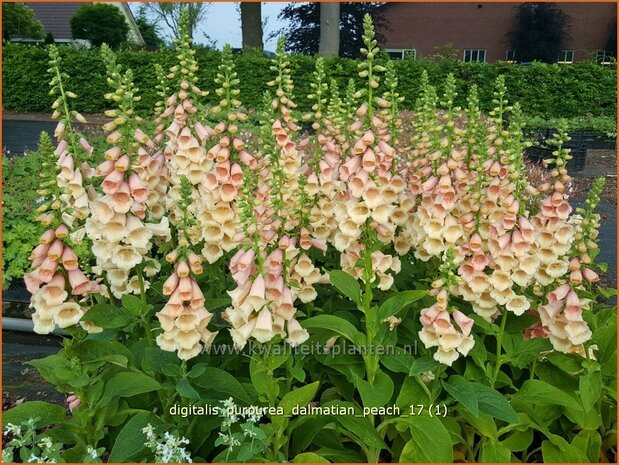 Digitalis purpurea 'Dalmatian Peach' | Gewoon vingerhoedskruid, Vingerhoedskruid, Pijpenkop | Roter Fingerhut | C