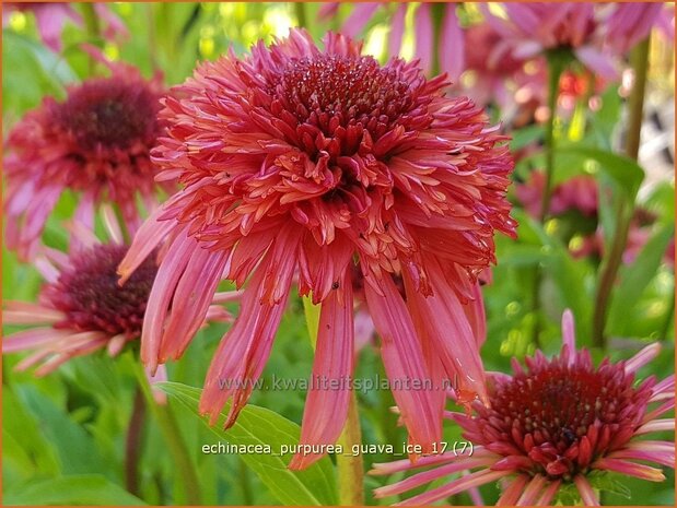 Echinacea purpurea 'Guava Ice' | Rode zonnehoed, Zonnehoed | Roter Sonnenhut | Purple Coneflower