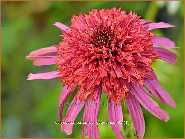 Echinacea purpurea 'Guava Ice' | Rode zonnehoed, Zonnehoed | Roter Sonnenhut | Purple Coneflower