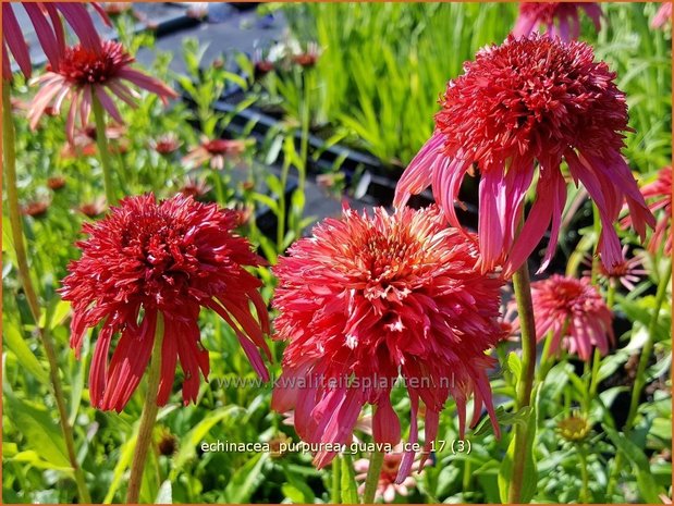 Echinacea purpurea 'Guava Ice' | Rode zonnehoed, Zonnehoed | Roter Sonnenhut | Purple Coneflower