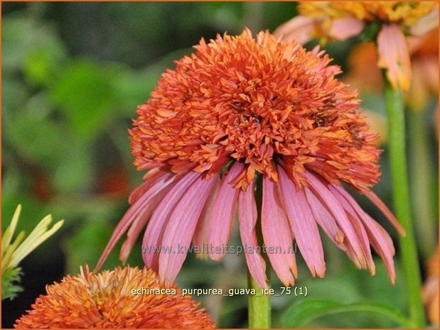 Echinacea purpurea 'Guava Ice' | Rode Zonnehoed, Zonnehoed | Roter Sonnenhut