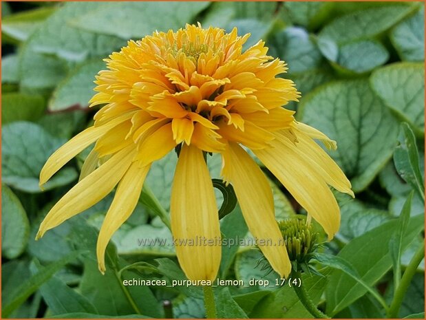 Echinacea purpurea 'Lemon Drop' | Rode Zonnehoed, Zonnehoed | Roter Sonnenhut