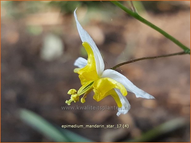 Epimedium 'Mandarin Star' | Elfenbloem | Elfenblume