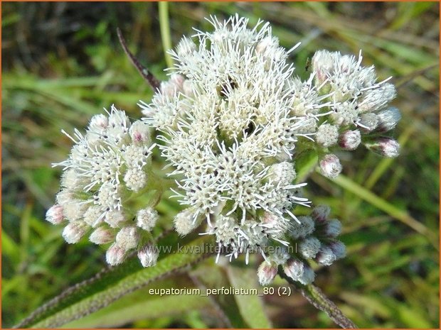 Eupatorium perfoliatum | Doorgroeid leverkruid, Waterhennep, Leverkruid | Durchwachsenblättriger Wasserdost