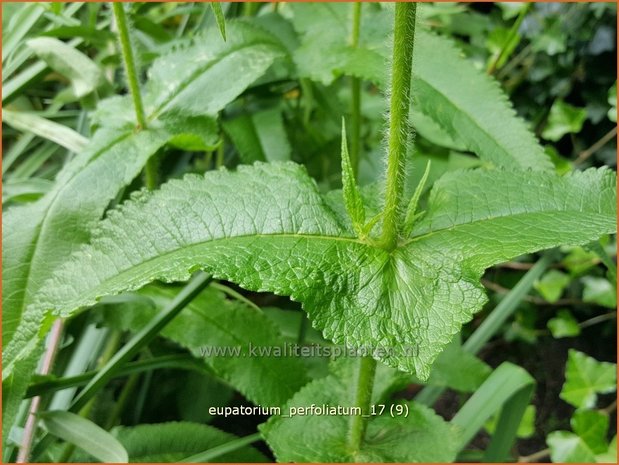 Eupatorium perfoliatum | Doorgroeid leverkruid, Waterhennep, Leverkruid | Durchwachsenblättriger Wasserdost