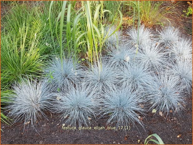 Festuca glauca 'Elijah Blue' | Blauw schapengras, Zwenkgras, Schapengras | Blauschwingel