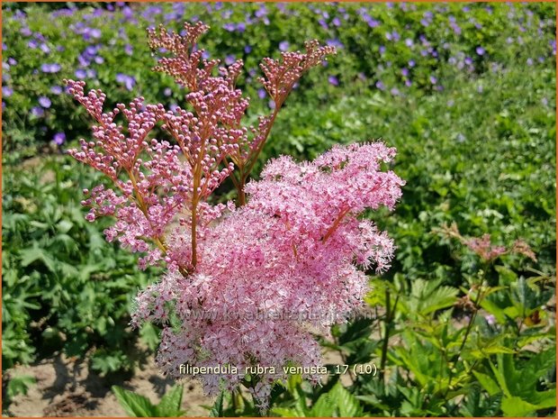 Filipendula rubra 'Venusta' | Moerasspirea, Spirea | Prärie-Mädesüß
