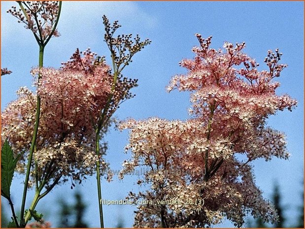 Filipendula rubra 'Venusta' | Moerasspirea, Spirea | Prärie-Mädesüß
