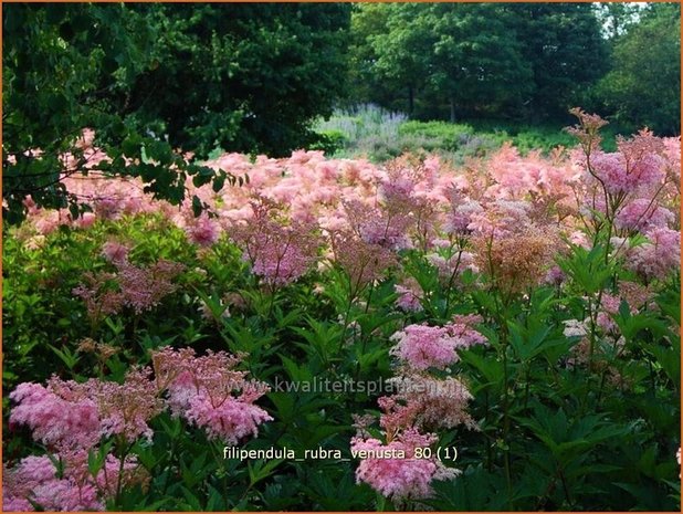Filipendula rubra 'Venusta' | Moerasspirea, Spirea | Prärie-Mädesüß