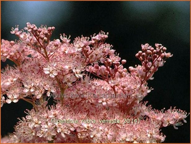 Filipendula rubra 'Venusta' | Moerasspirea, Spirea | Prärie-Mädesüß