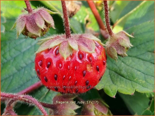 Fragaria 'Red Ruby' | Aardbei | Erdbeere
