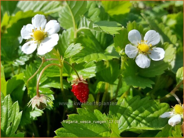 Fragaria vesca 'R&uuml;gen' | Bosaardbei, Aardbei | Walderdbeere