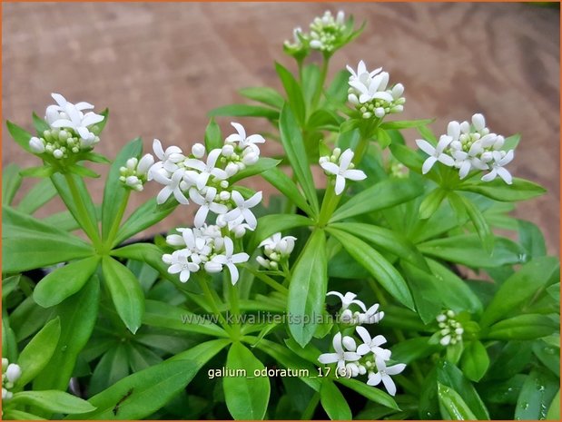 Galium odoratum | Lievevrouwebedstro, Walstro | Echter Waldmeister | Sweet Woodruff