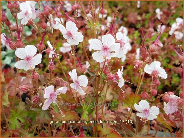 Geranium cantabrigiense 'Lohfelden' | Ooievaarsbek, Tuingeranium | Cambridge-Storchschnabel