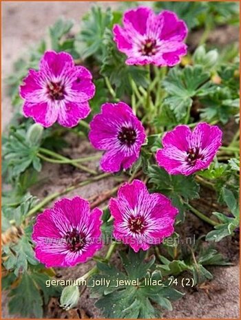 Geranium 'Jolly Jewel Lilac' | Ooievaarsbek, Tuingeranium | Storchschnabel