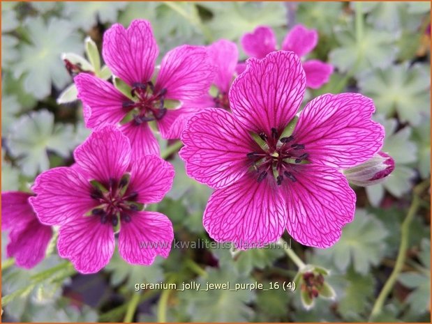 Geranium 'Jolly Jewel Purple' | Ooievaarsbek, Tuingeranium | Storchschnabel