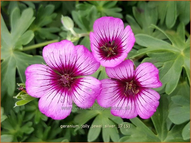 Geranium 'Jolly Jewel Silver' | Ooievaarsbek, Tuingeranium | Storchschnabel