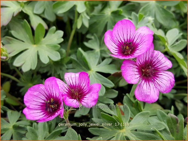 Geranium 'Jolly Jewel Silver' | Ooievaarsbek, Tuingeranium | Storchschnabel