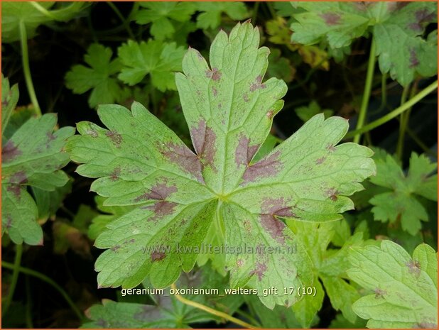 Geranium oxonianum 'Walter's Gift' | Ooievaarsbek, Tuingeranium | Oxford-Storchschnabel